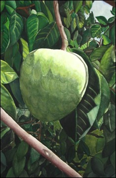 modafferi francesca pianta anona cherimolia 1 premio.jpg